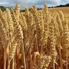 Campo de cultivo para producción agrícola de cereales.