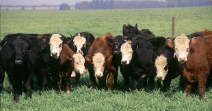 Ganado bovino para producción y comercialización.